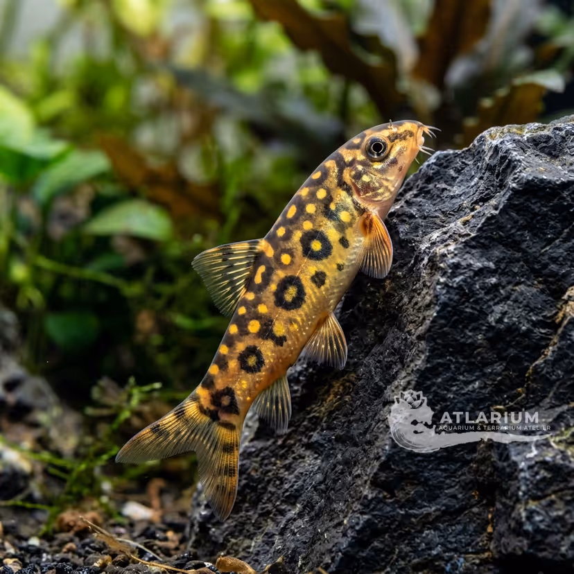 Angelicus Loach (Burmese Border Loach) (Botia kubotai)