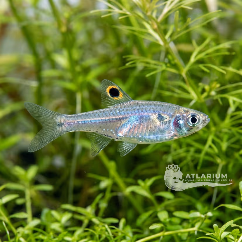 Rasbora Ojos de Esmeralda