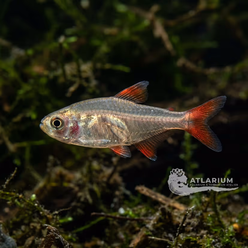 Myers' Bloodfin