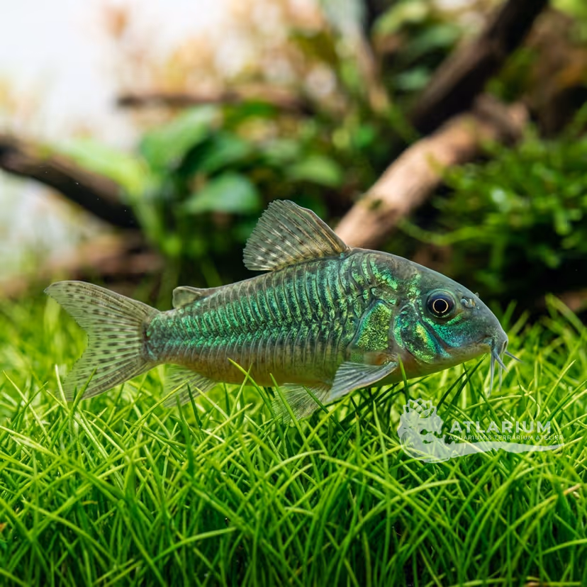 Corydora esmeralda (Corydoras splendens)