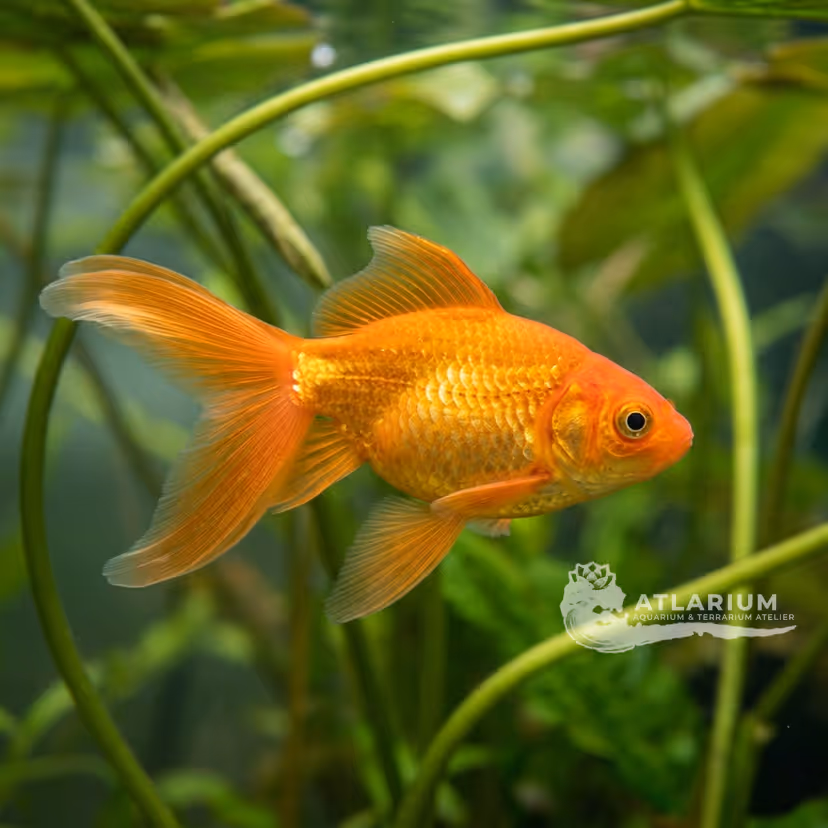 Common Goldfish (Carassius auratus)