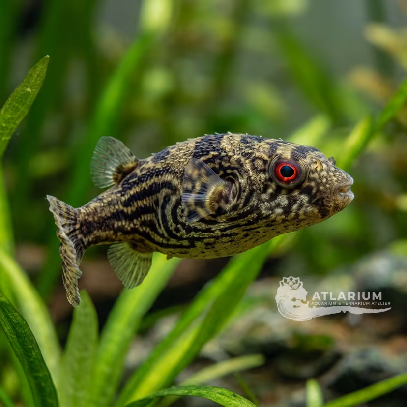 Pez globo ojo rojo (Carinotetraodon lorteti)