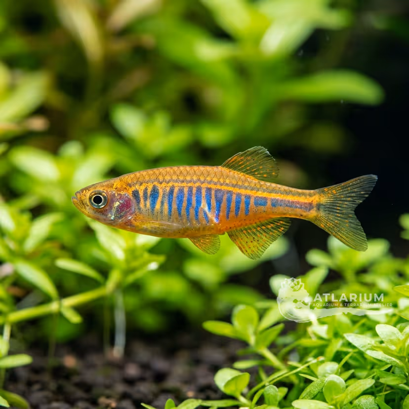 Danio Glowlight