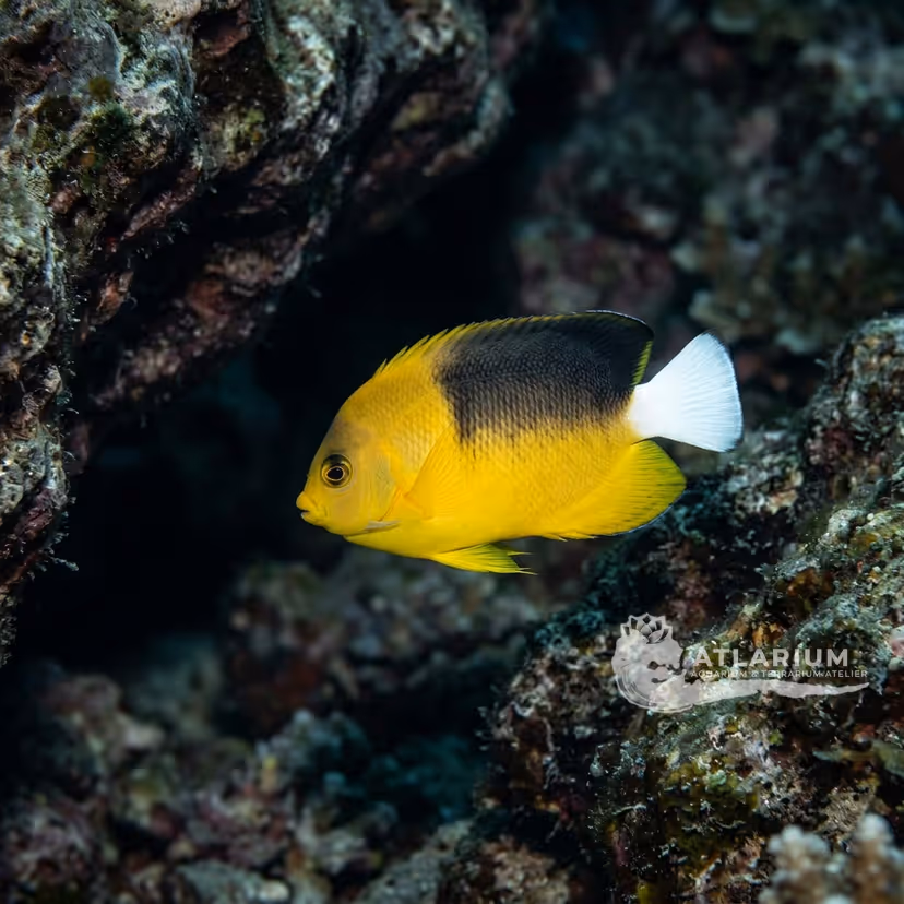Abe's Angelfish (Centropyge abei)