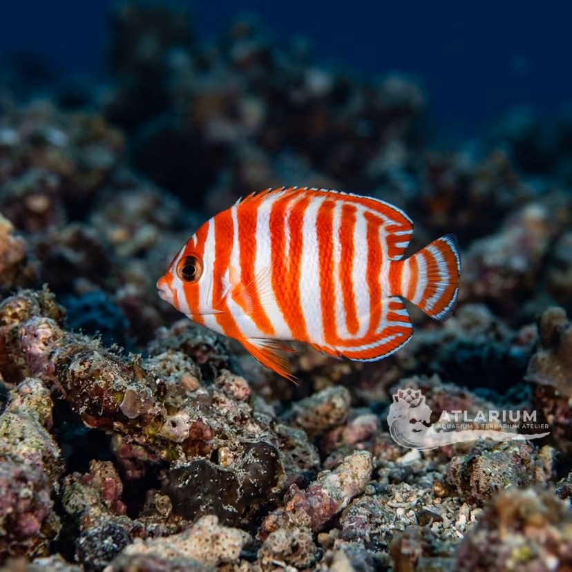 Peppermint Angelfish