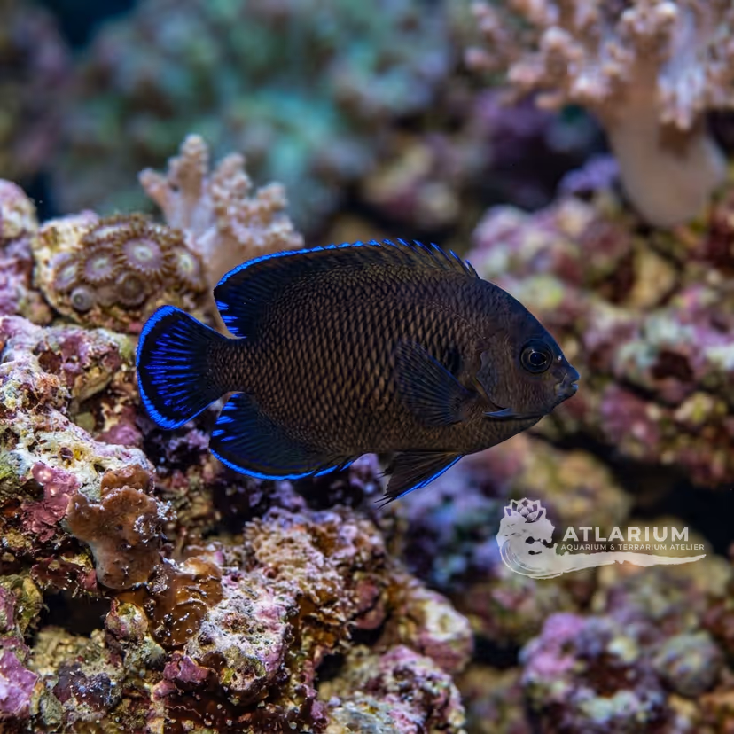 Dusky Angelfish (Centropyge multispinis)