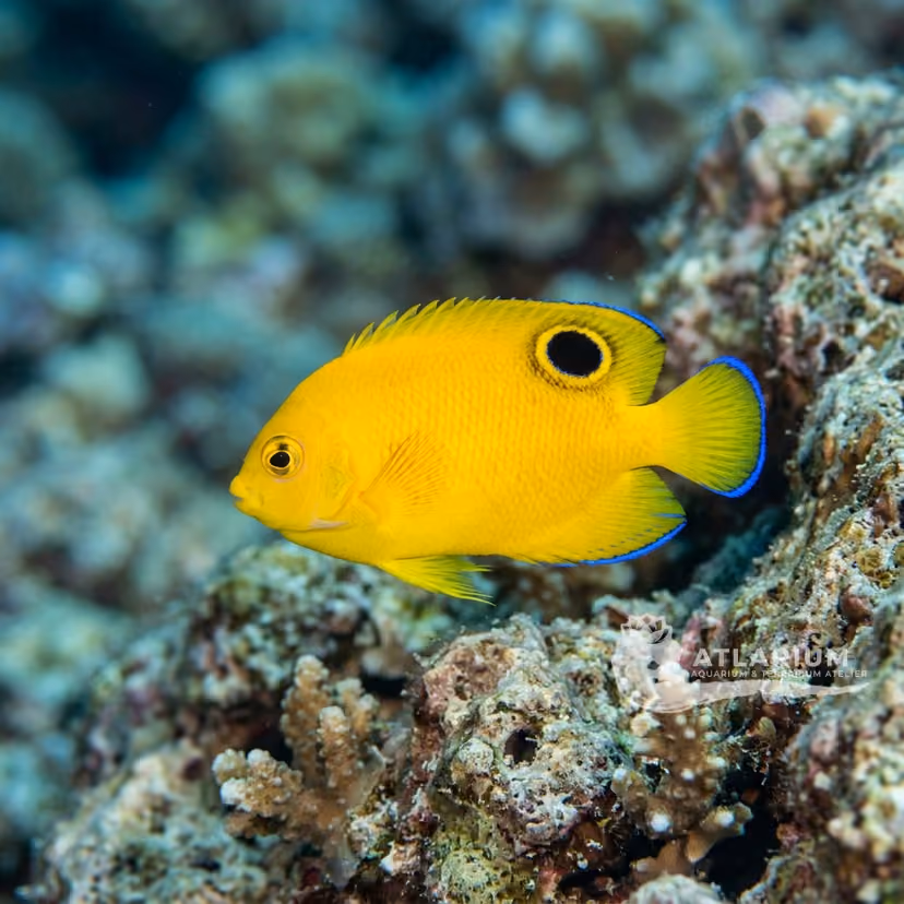 Woodhead's Angelfish