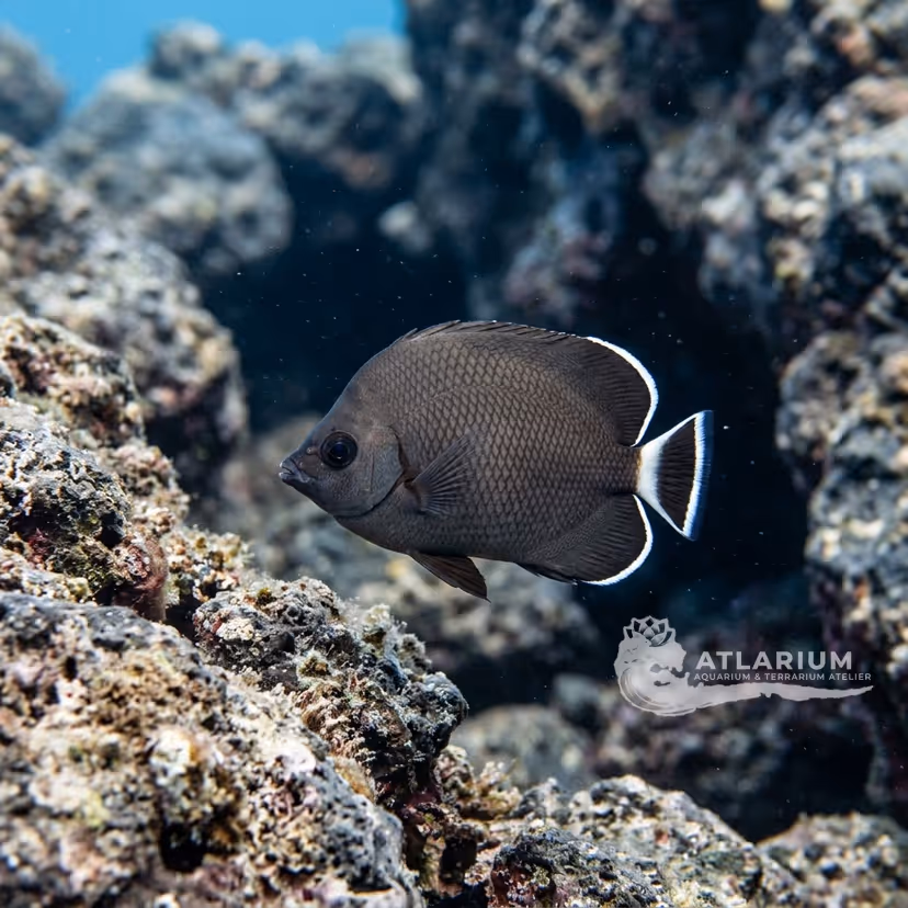 Pesce farfalla dell'Isola di Pasqua (Chaetodon litus)