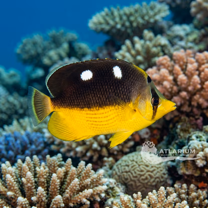 Pesce farfalla a quattro macchie (Chaetodon quadrimaculatus)