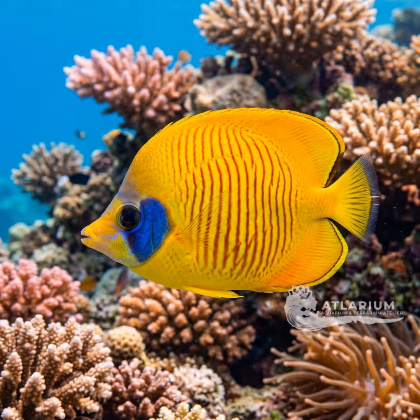 Bluecheek Butterflyfish (Chaetodon semilarvatus)