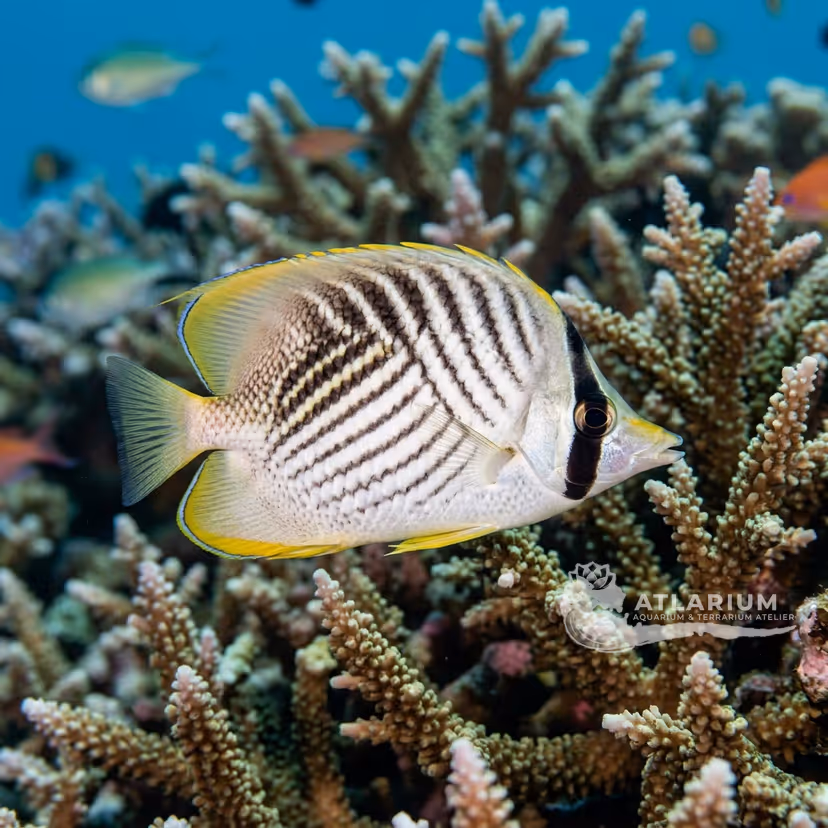 Chevron Butterflyfish (Chaetodon trifascialis)