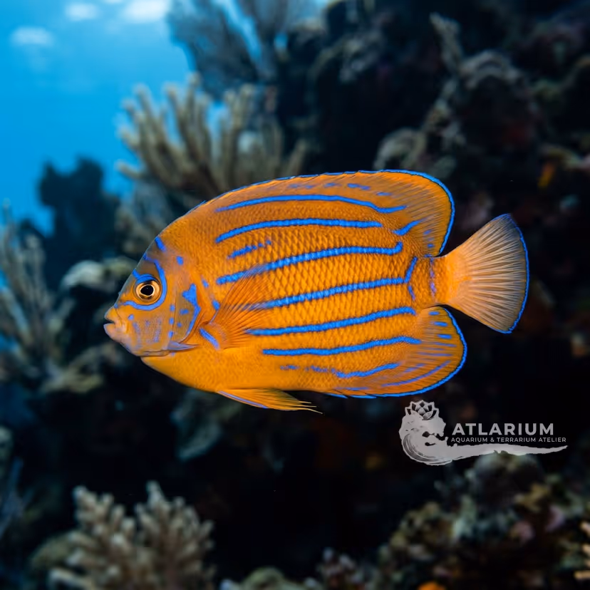 Bluestriped Angelfish (Chaetodontoplus septentrionalis)