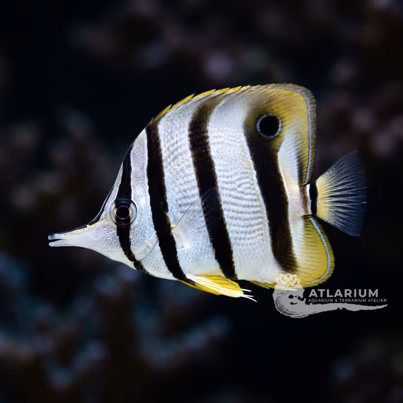 Eastern Talma (Chelmonops truncatus)