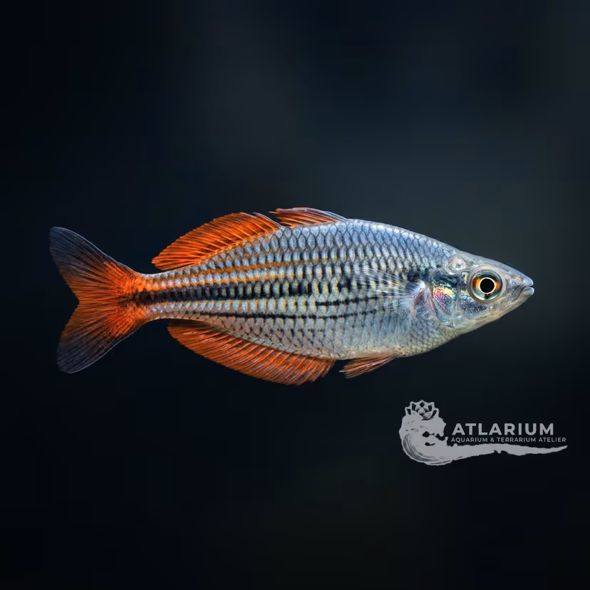 Allen's rainbowfish (Chilatherina alleni)