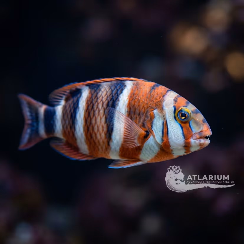 Harlequin Tuskfish
