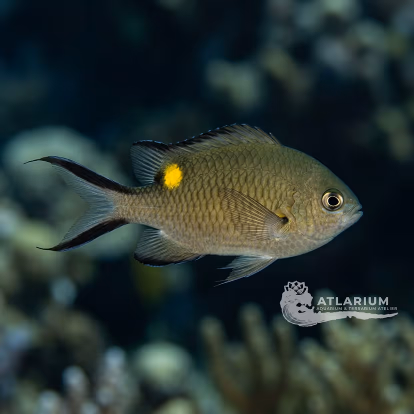 Brown Chromis (Chromis multilineata)