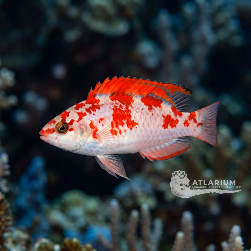 Red-fin Fairy Wrasse