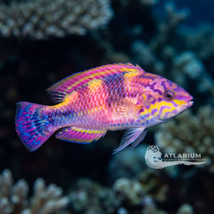 Mutant Wrasse