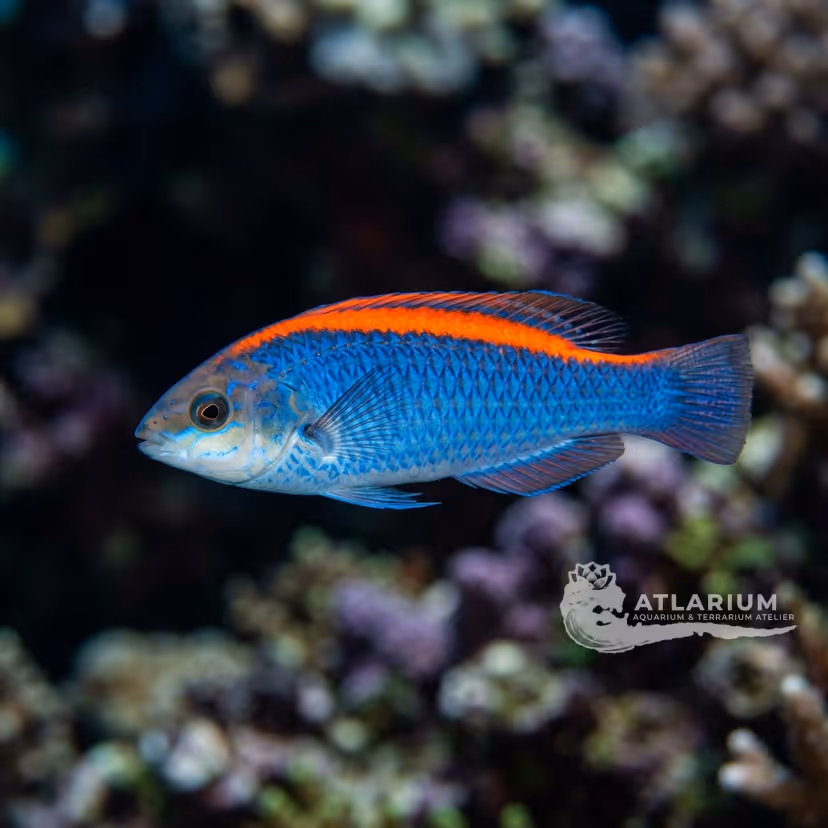 Orange-back Fairy Wrasse