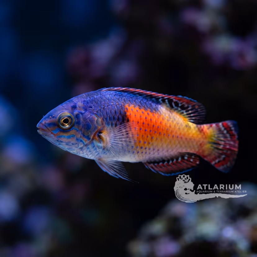 Girdled Wrasse