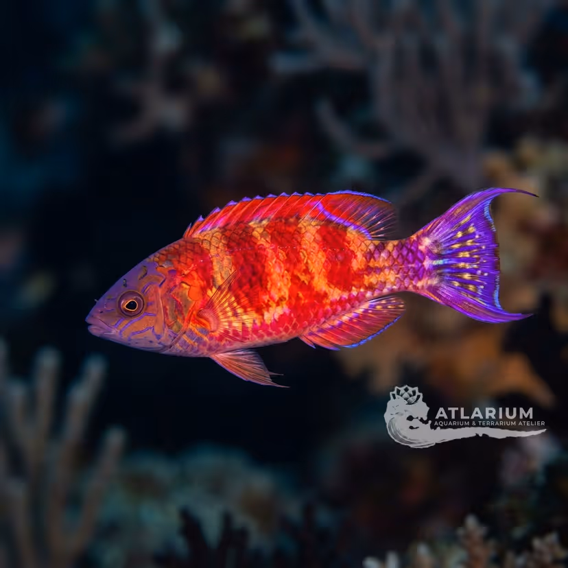 Deep-water Wrasse