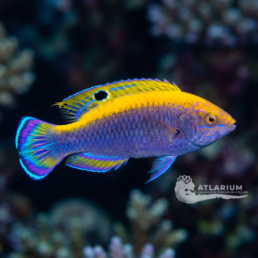 Beau's Fairy Wrasse (Cirrhilabrus beauperryi)