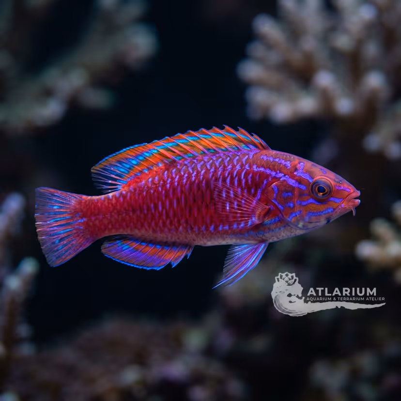 Purple-boned Fairy Wrasse