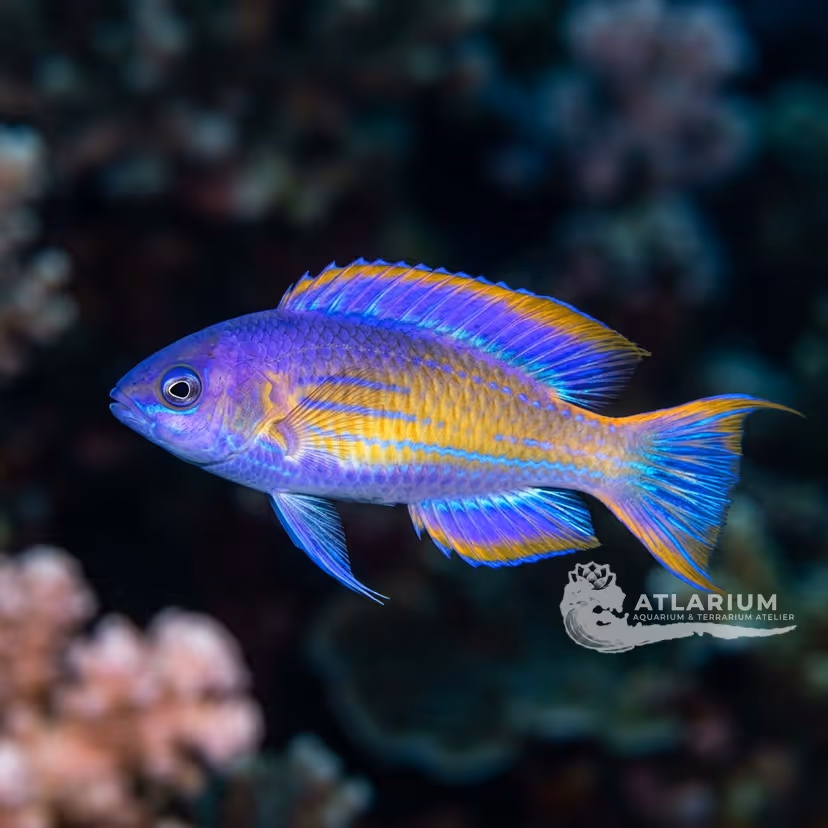 Claire's Fairy Wrasse (Cirrhilabrus claire)
