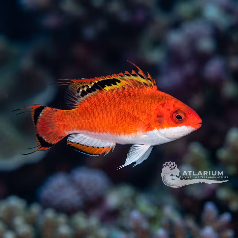 Conde's wrasse