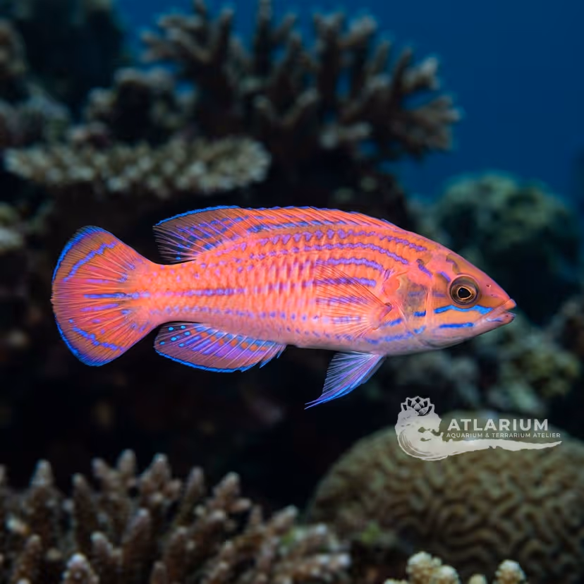Earle's Fairy Wrasse