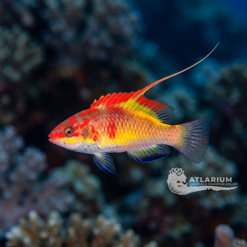 Filament-finned wrasse