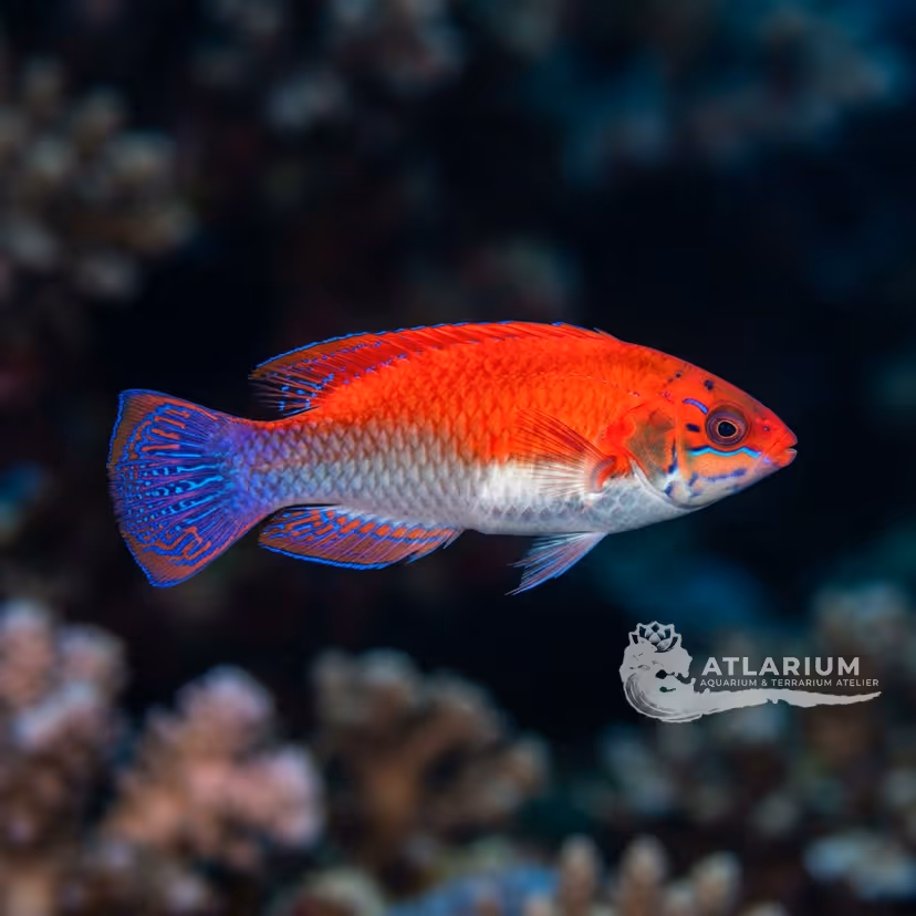 Katherine's fairy wrasse