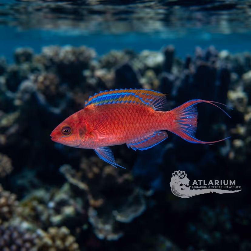 Kato's Fairy Wrasse