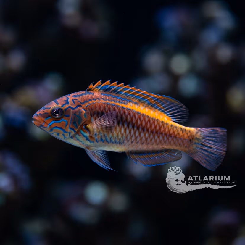 Labout's Fairy Wrasse