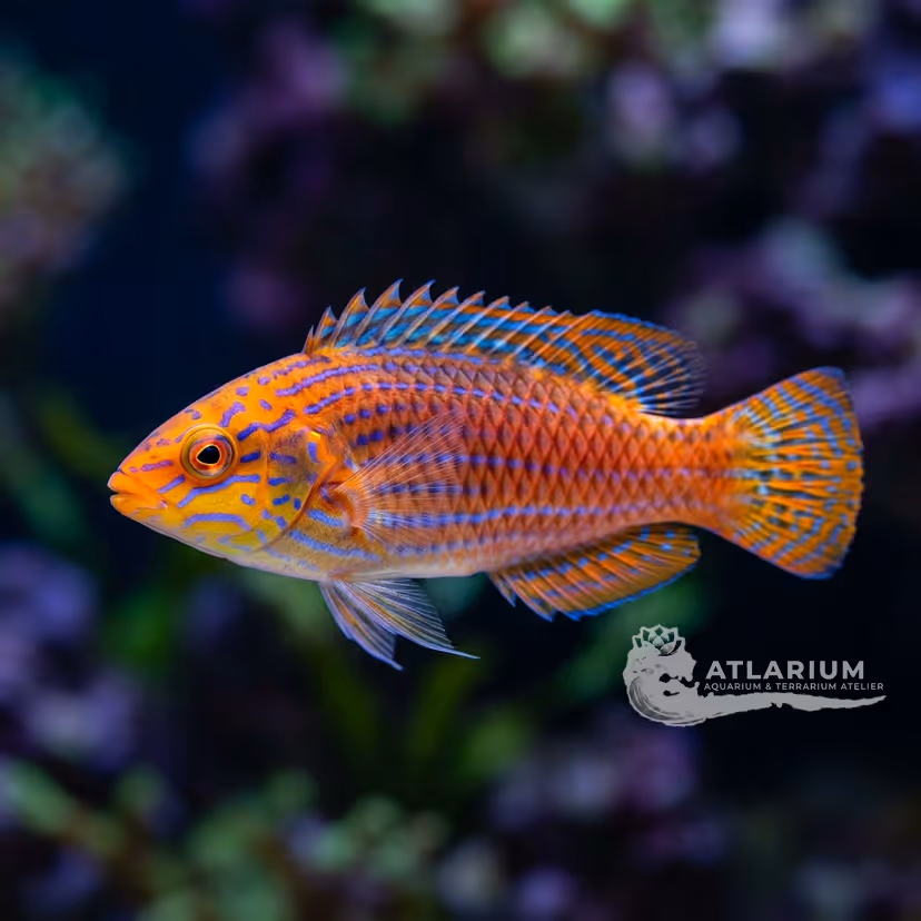 Lined fairy wrasse