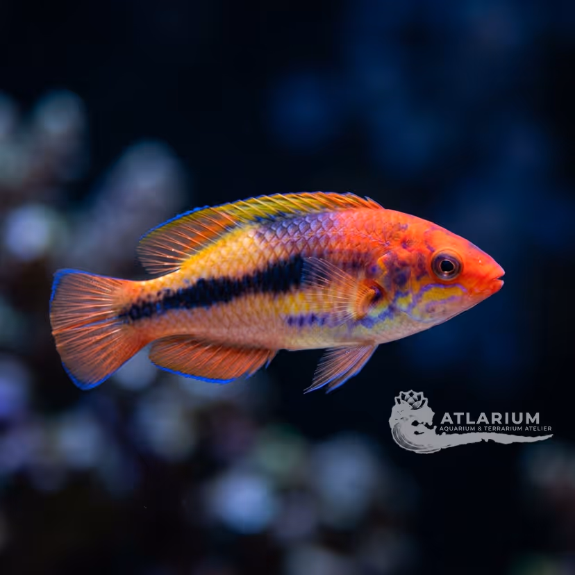 Lubbock's fairy wrasse
