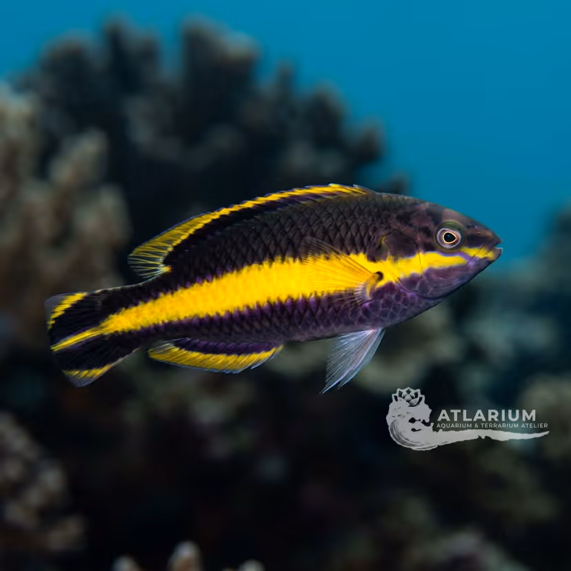 Yellowband Wrasse