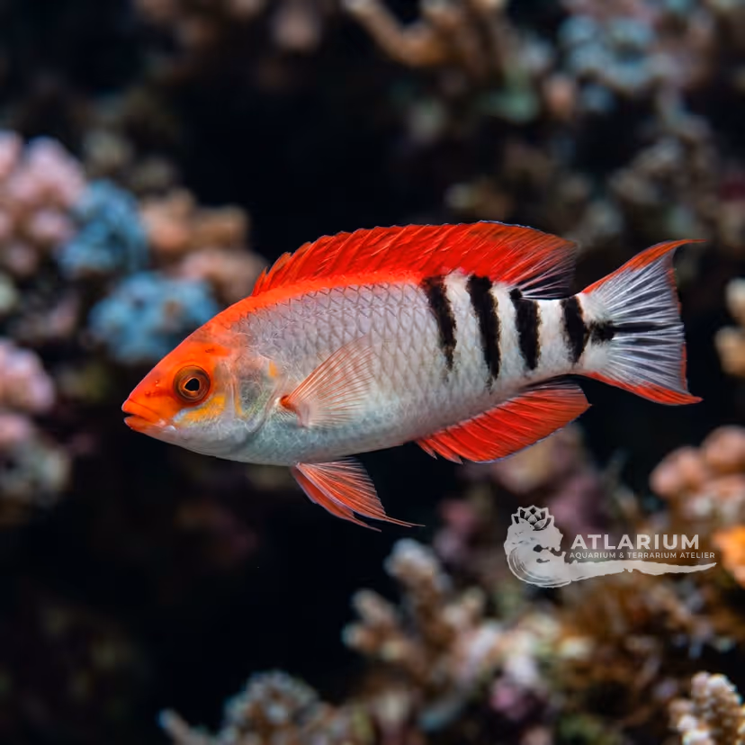 Marjorie's Wrasse