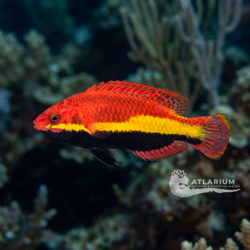 Naoko's Fairy Wrasse