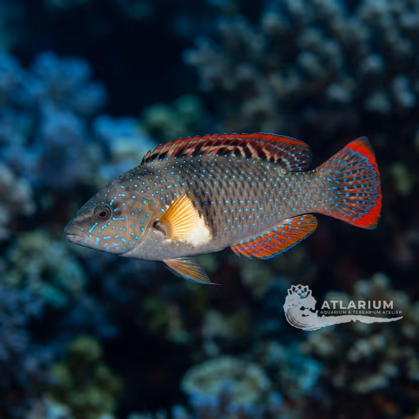 Dotted wrasse