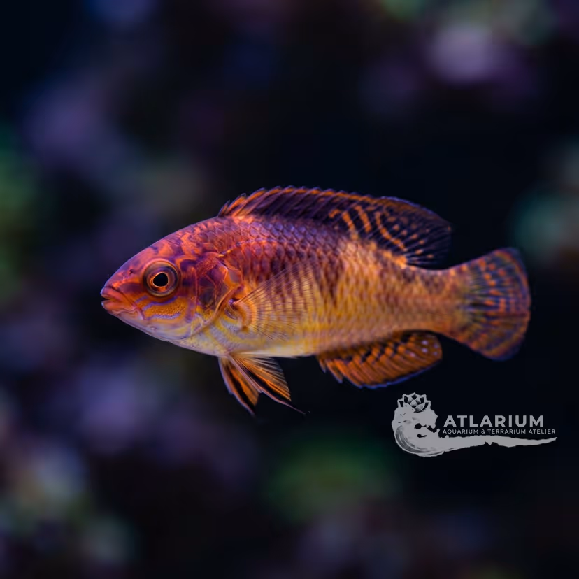 Pyle's fairy wrasse