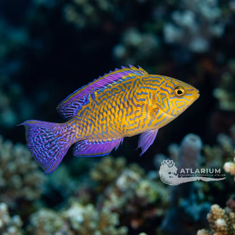 Rhomboid Fairy Wrasse