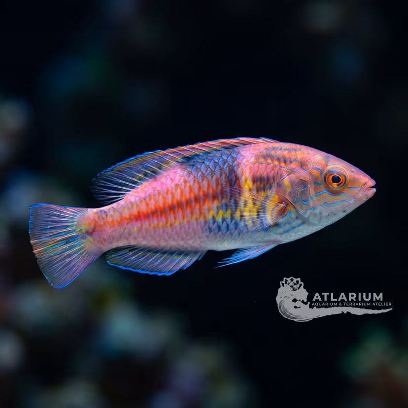 Pink-banded Fairy Wrasse