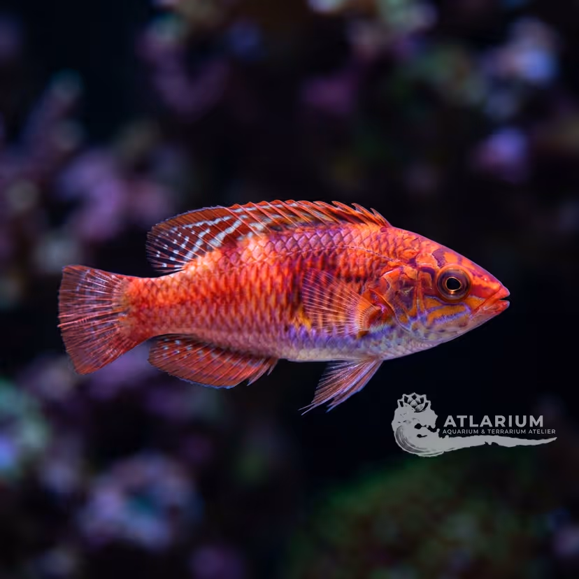 Ruby fairy wrasse