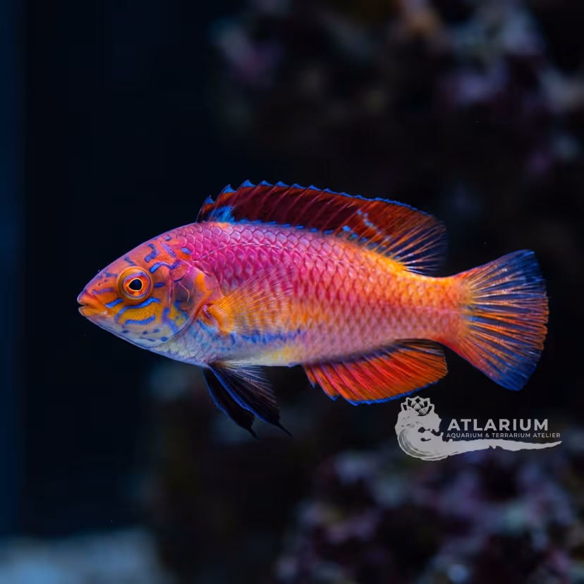 Redfin Fairy Wrasse