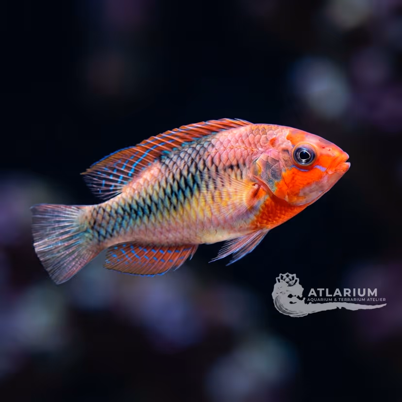 Red-scaled Fairy Wrasse