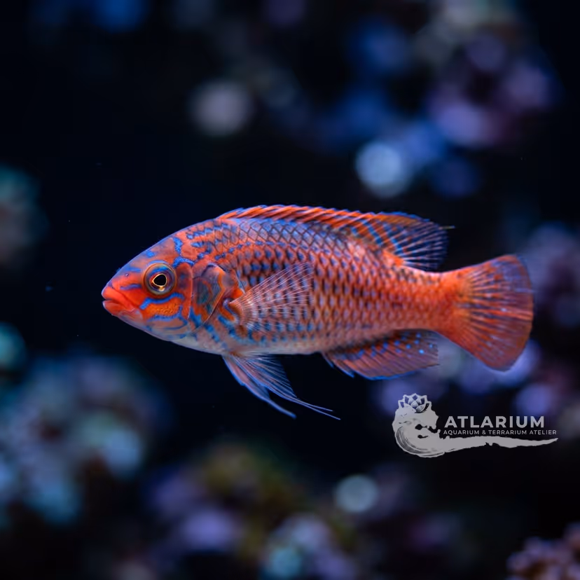 Scott's wrasse