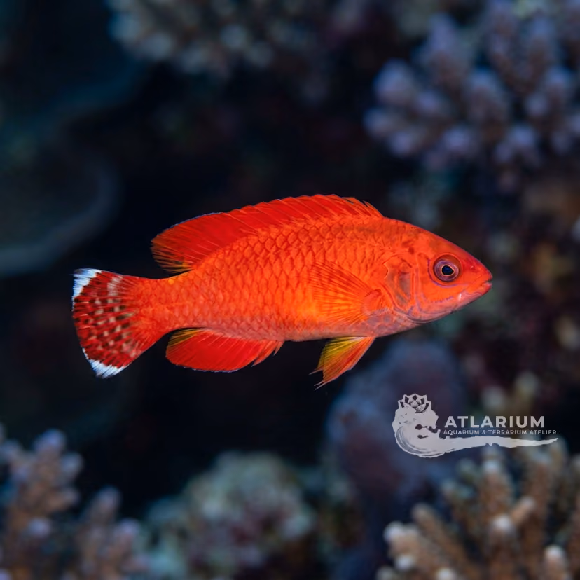 Magma Wrasse