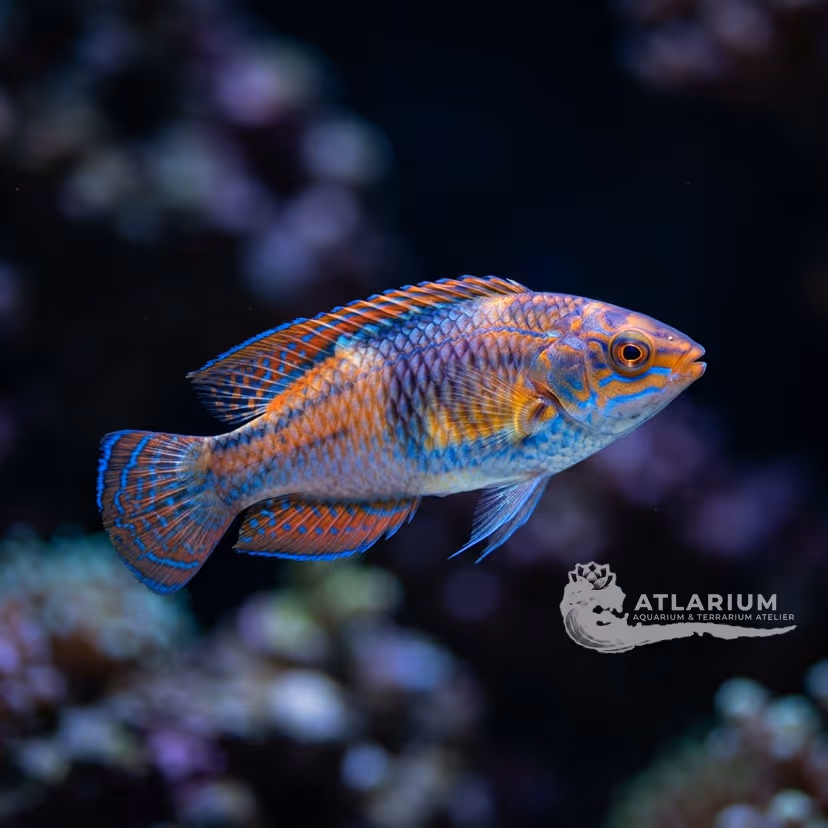 Red-headed fairy wrasse