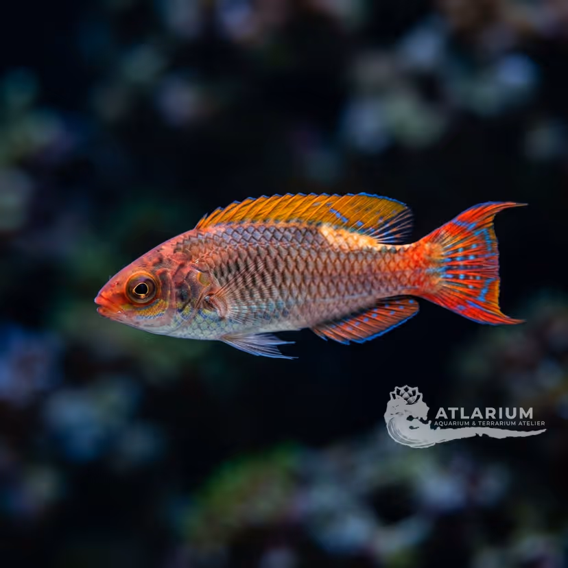 Temminck's Fairy Wrasse